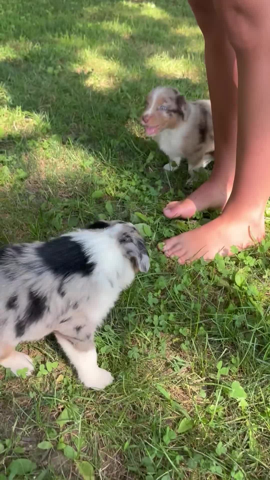 Australian Shepherd dogs for sale: Australian Shepherd 7 - Video 1