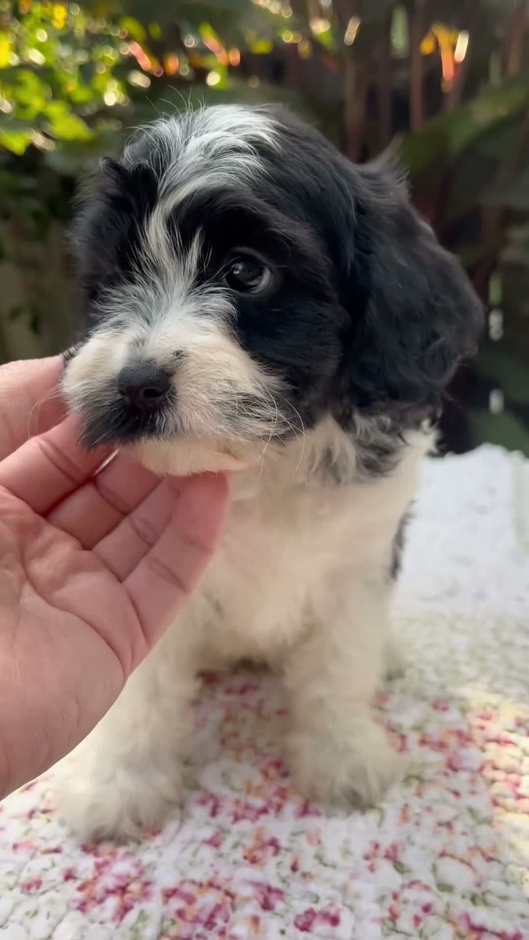 Cavapoo dogs for sale: Flora - Video 1