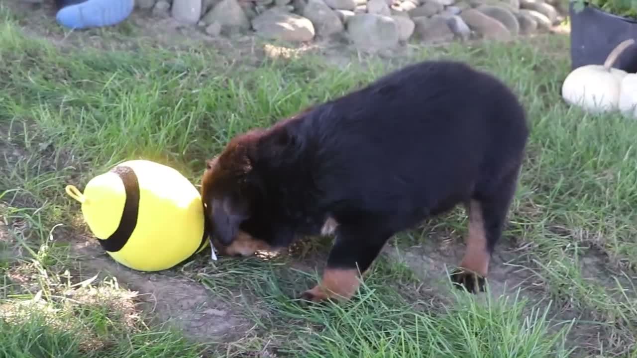 Rottweiler dogs for sale: Oakley - Video 1