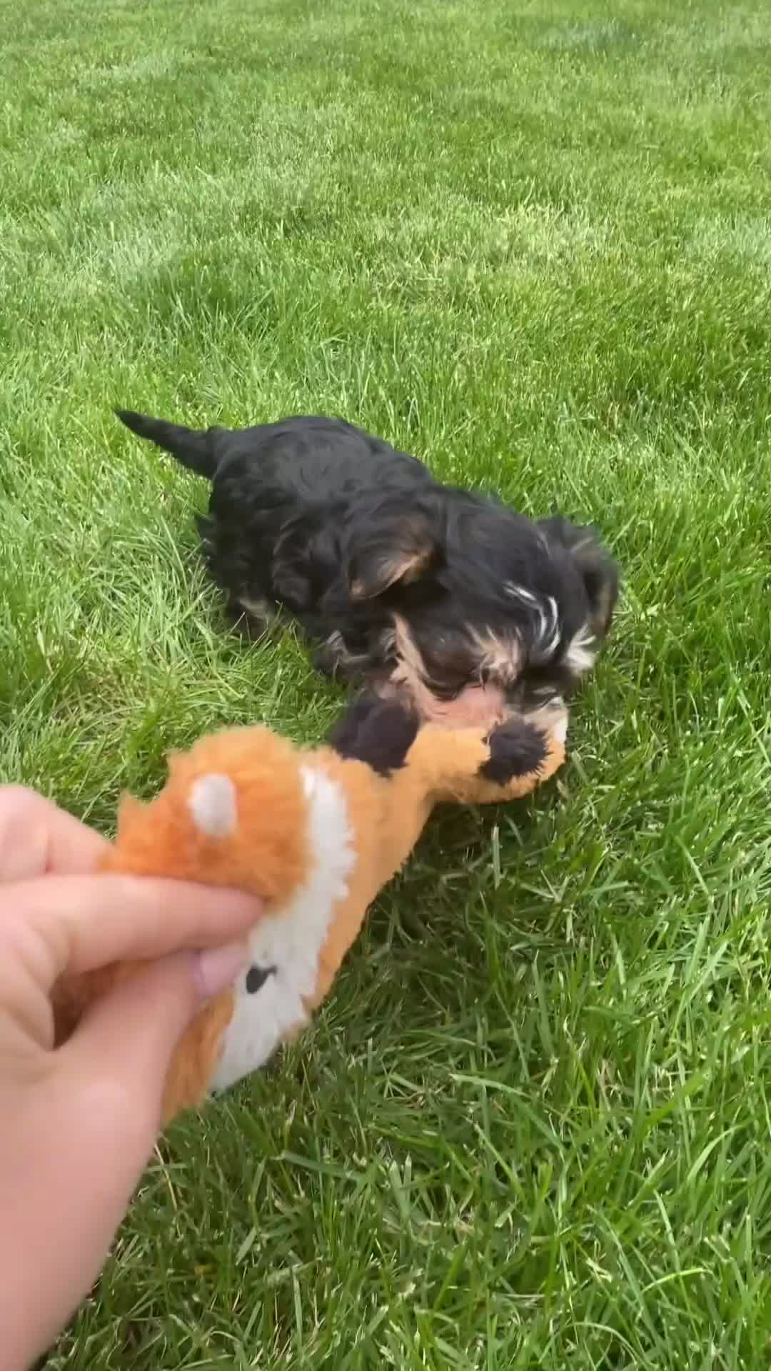 Morkie dogs for sale: Milo - Video 1
