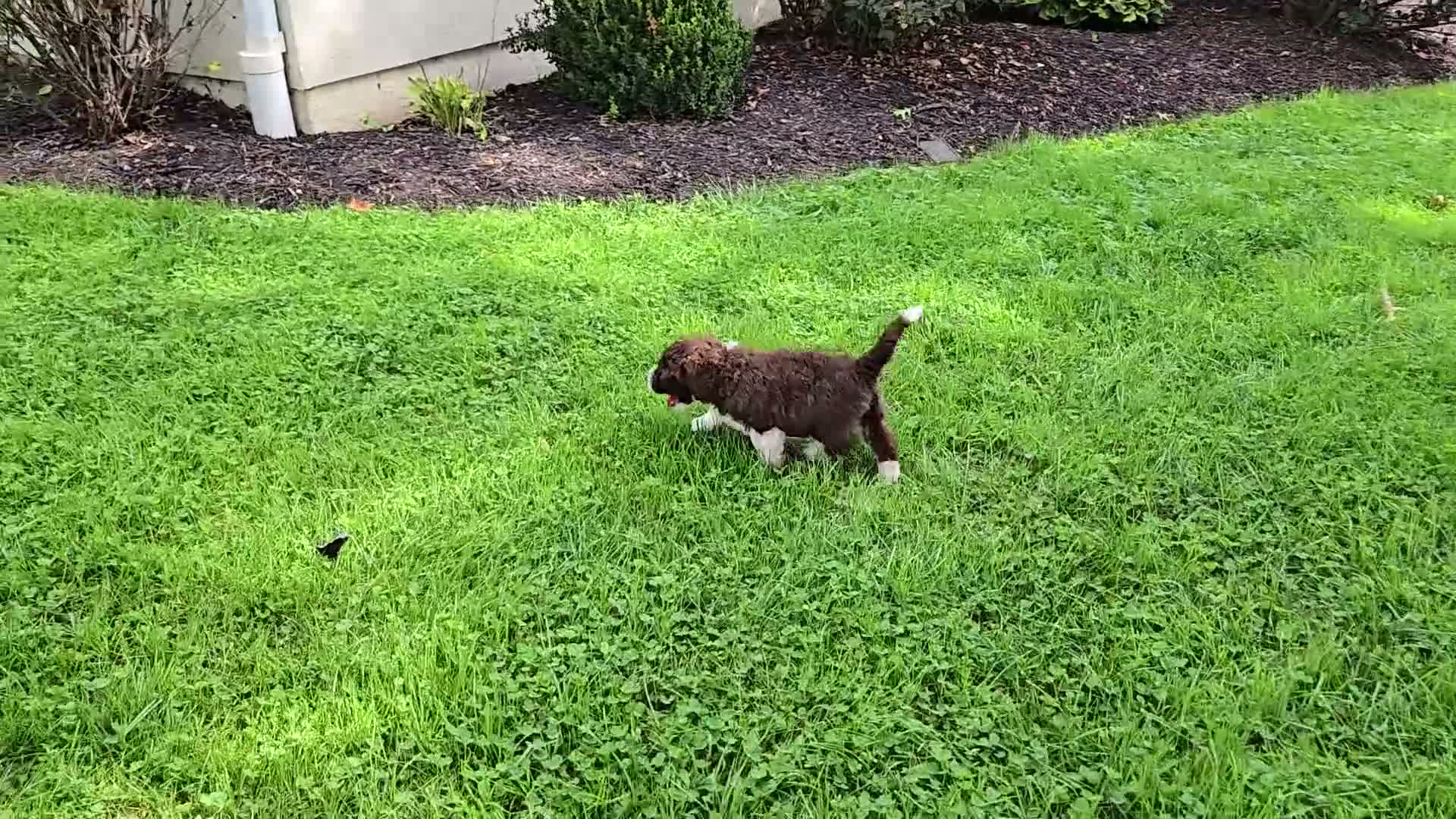 Portuguese Water Dog dogs for sale: Rebecca - Video 1