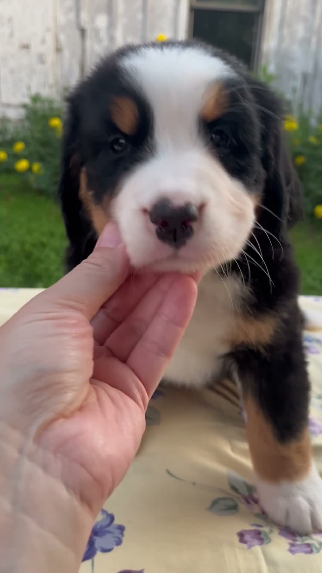 Bernese Mountain Dog dogs for sale: Sally - Video 1