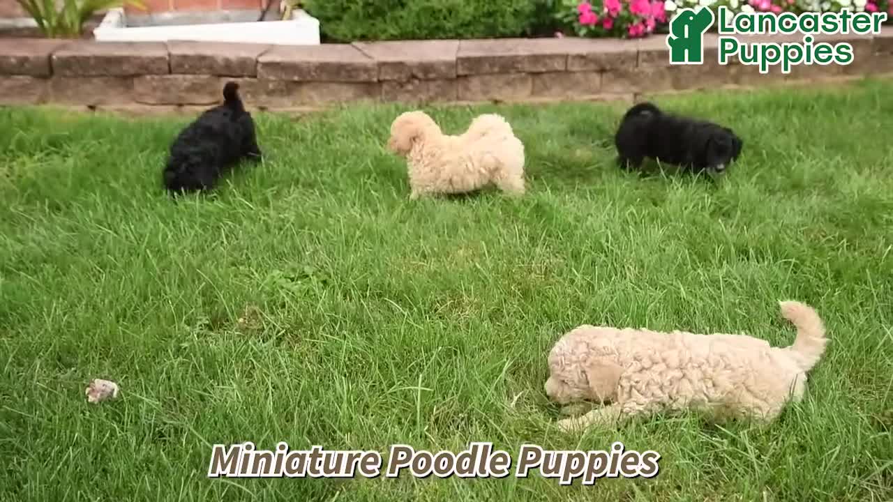 Miniature Poodle dogs for sale: Smokey - Video 1