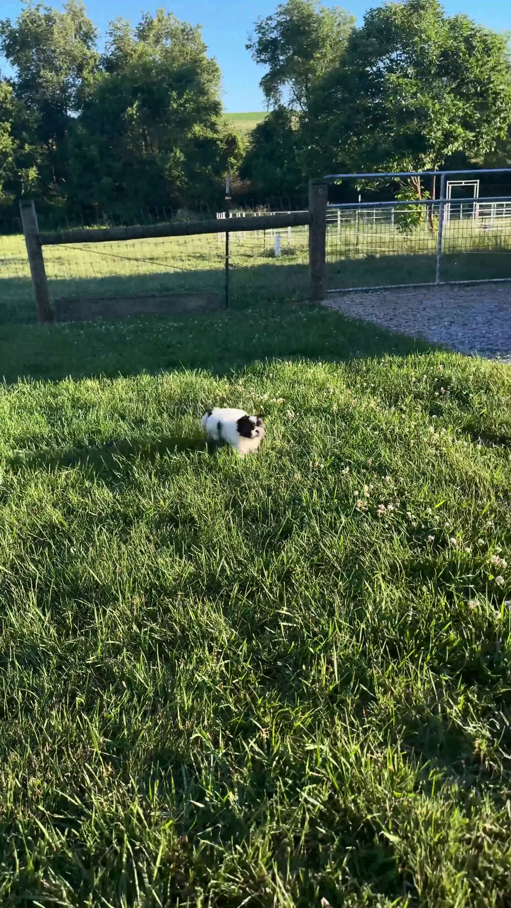 Shih Tzu dogs for sale: AKC Letti - Video 1