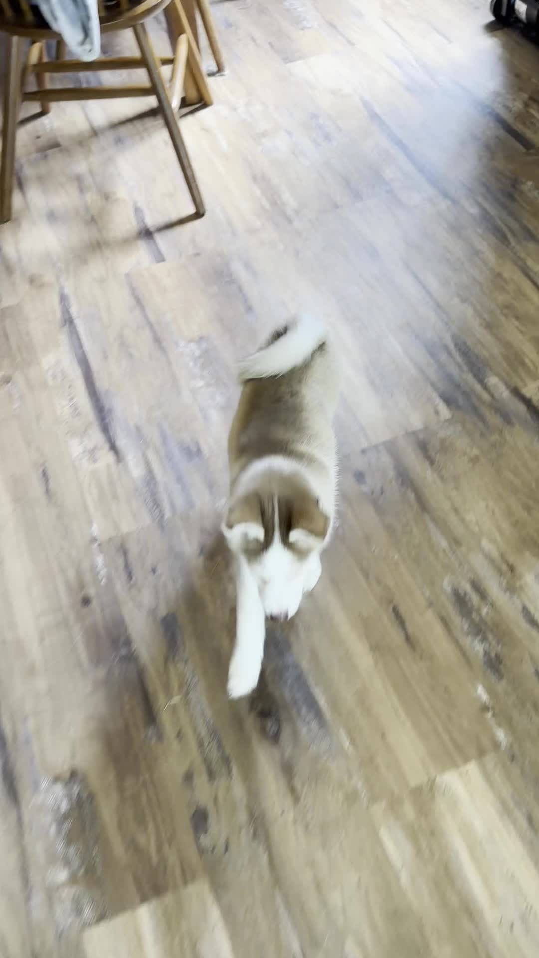 Pomsky dogs for sale: Roxie - Video 1