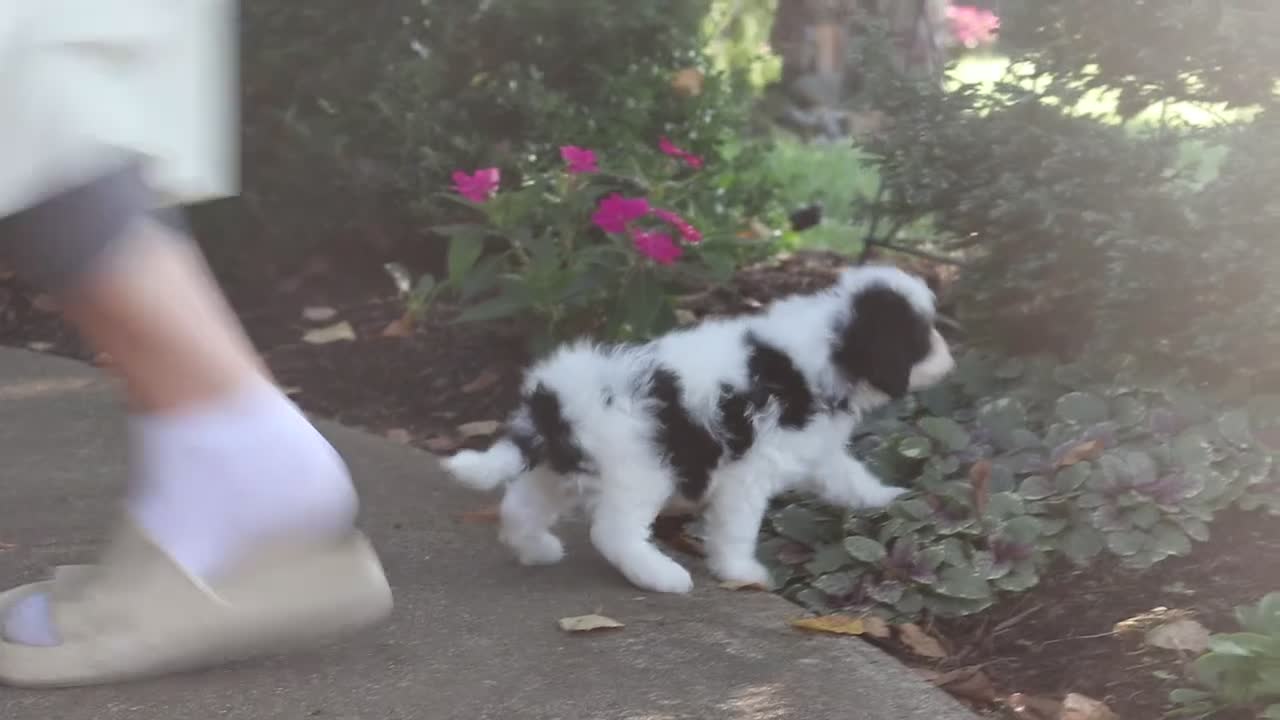 Cavapoo dogs for sale: Brady - Video 1