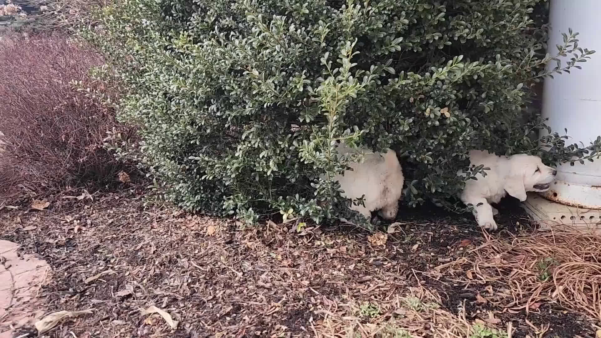 Golden Retriever dogs for sale: Roscoe - Video 1