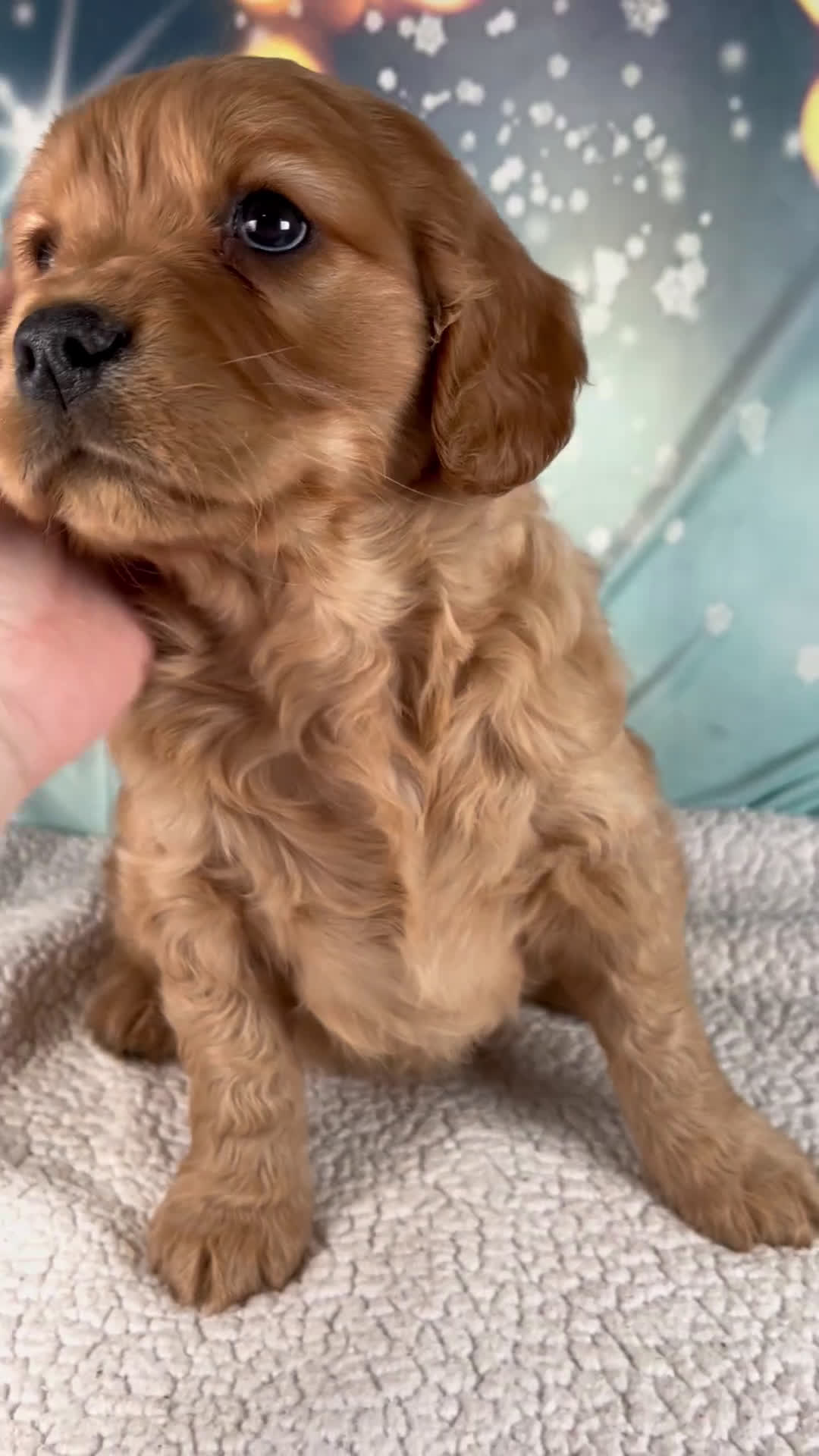 Mixed Breed dogs for sale: Jack - Video 1