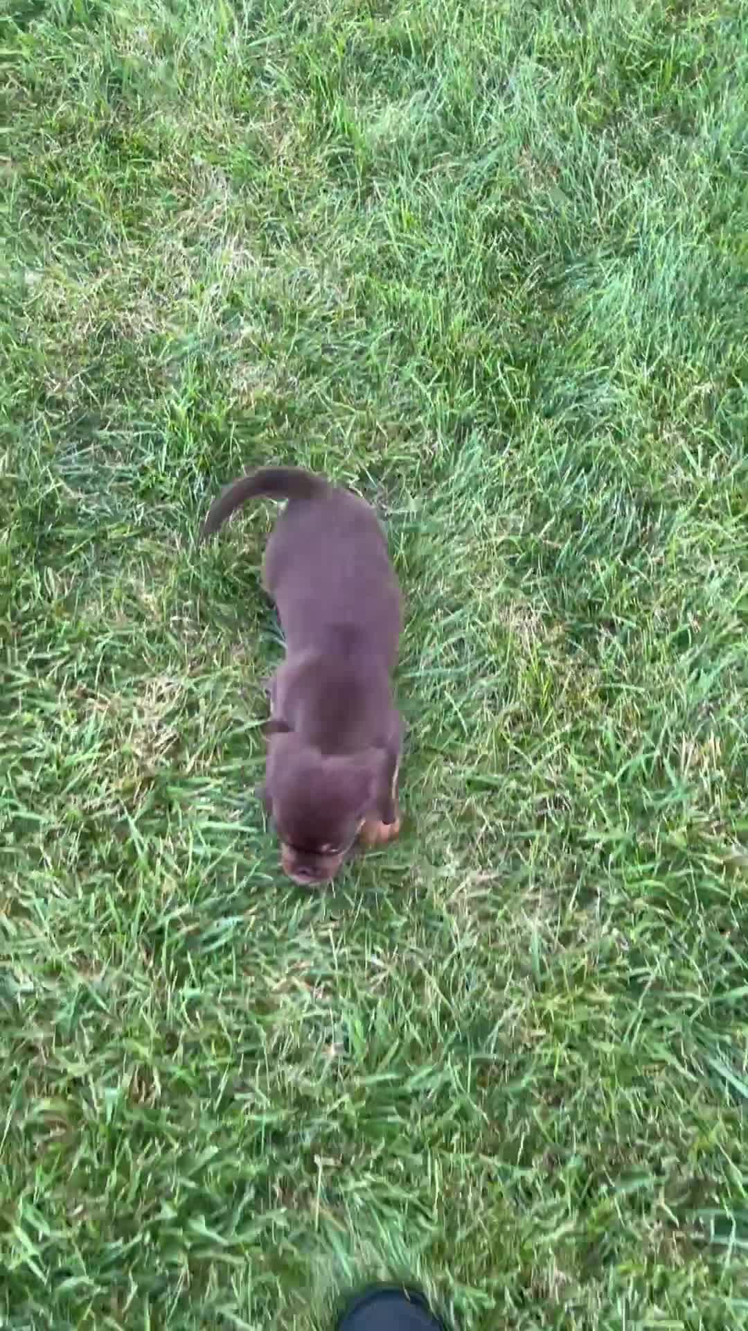 Beaglier dogs for sale: Jay - Video 1