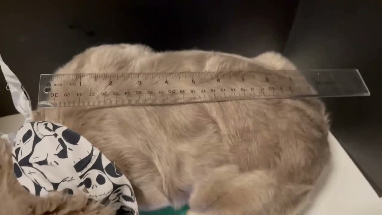 French Bulldog dogs for sale: Female 2 - Video 1