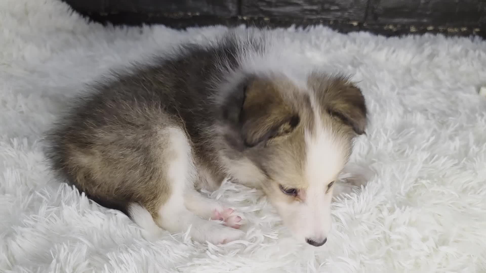 Shetland Sheepdog dogs for sale: Kelso - Video 1