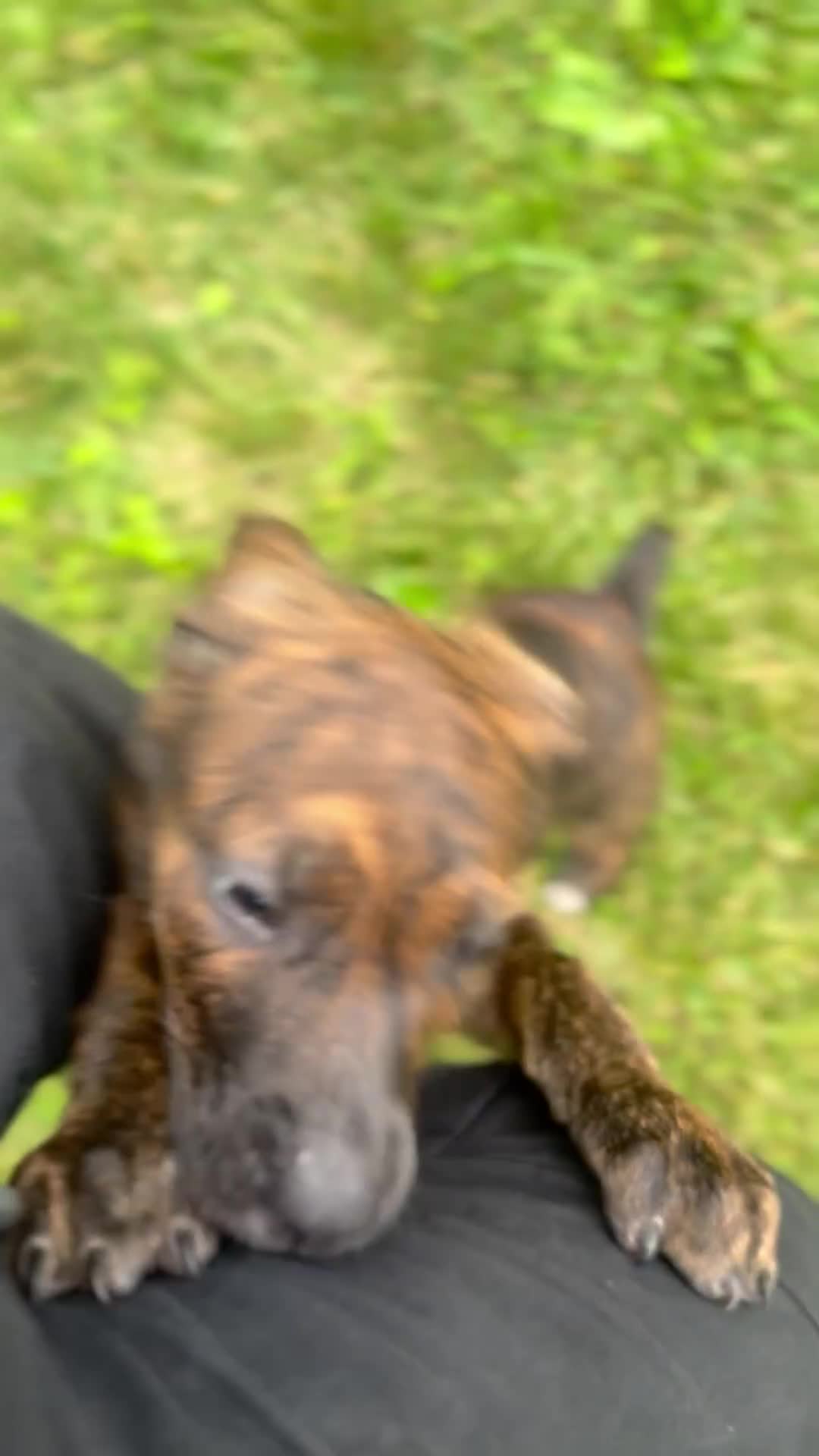 Mixed Breed dogs for sale: purple - Video 1