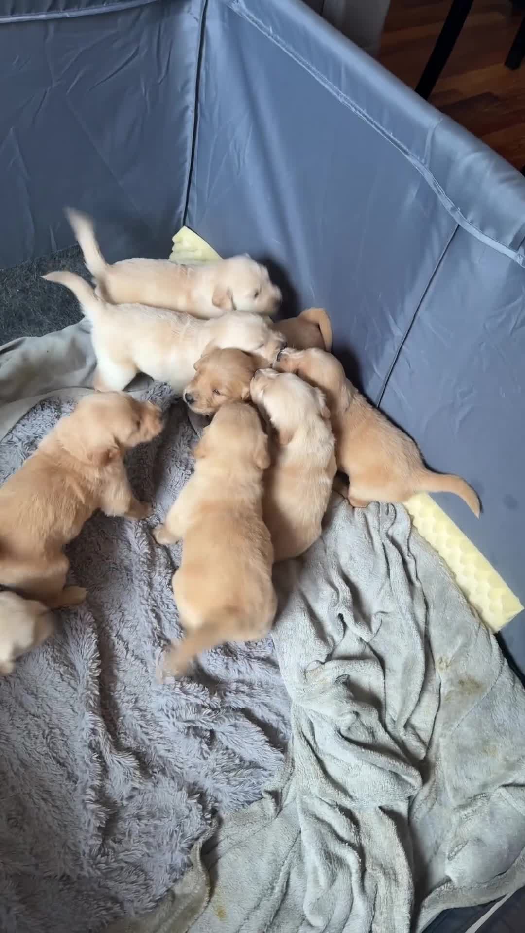 Golden Retriever dogs for sale: Golden Retriever Puppy 3 - Video 1