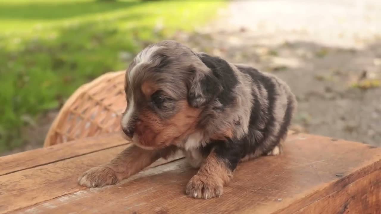 Mini Bernedoodle dogs for sale: Cornell F1 Mini Bernedoodle  - Video 1