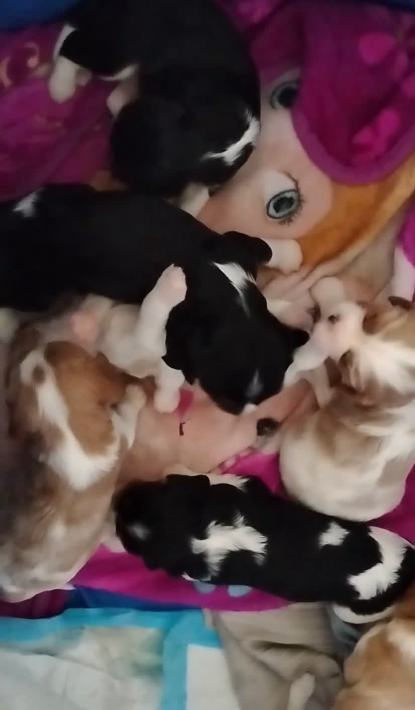 Cavalier King Charles Spaniel dogs for sale: Nugut - Video 1