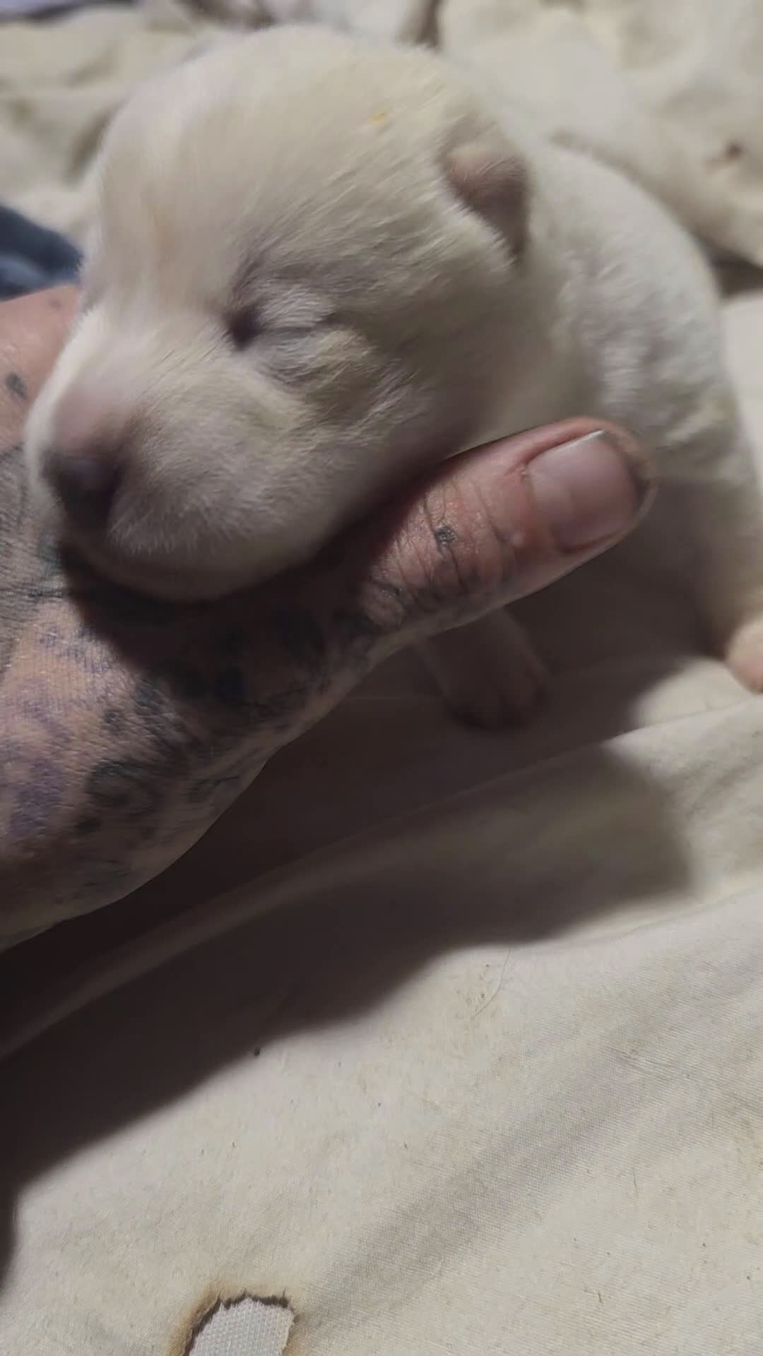 Shiba Inu dogs for sale: Shiba Inu Puppy 2 - Video 1