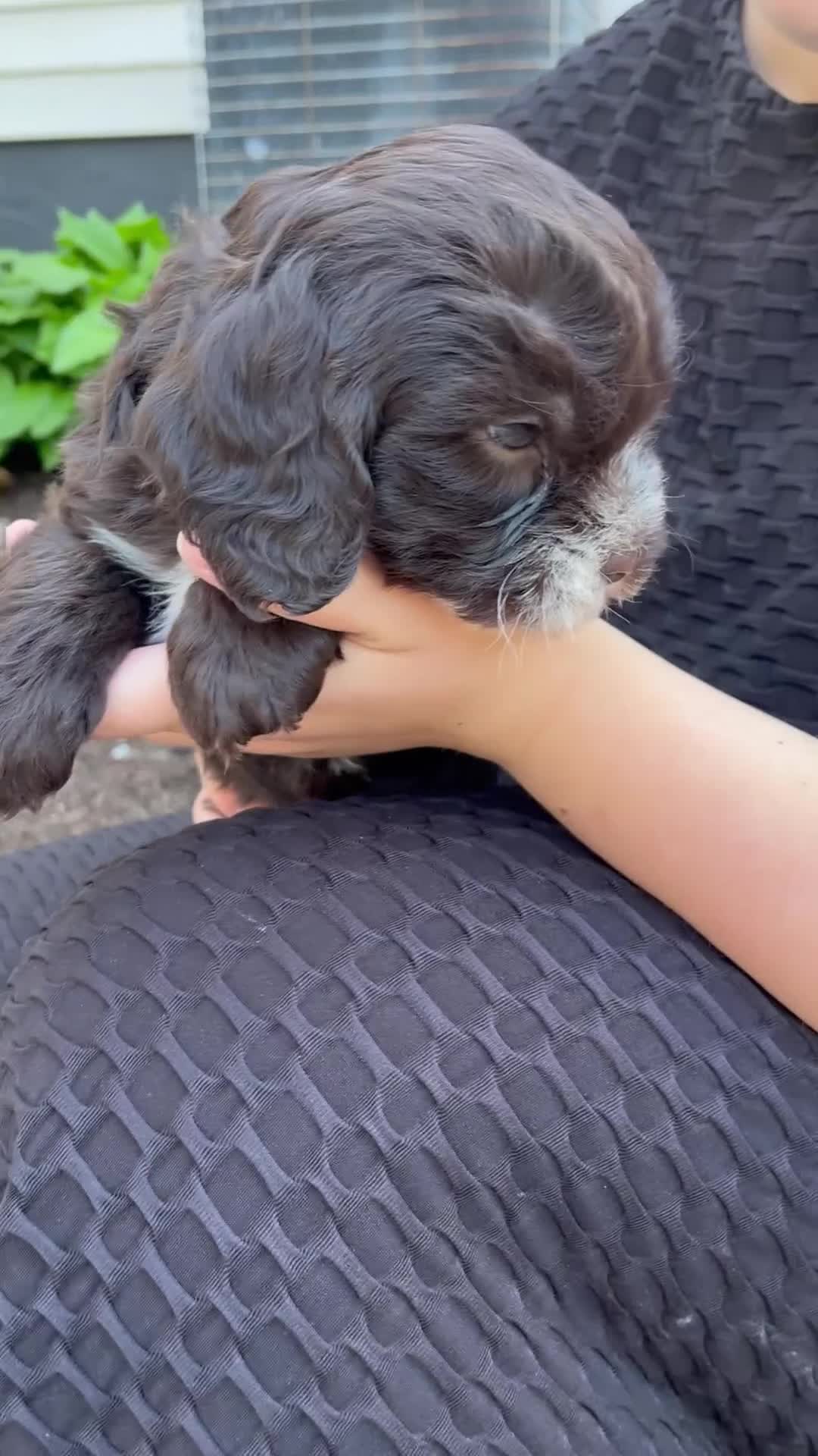Mixed Breed dogs for sale: Fiona - Video 1