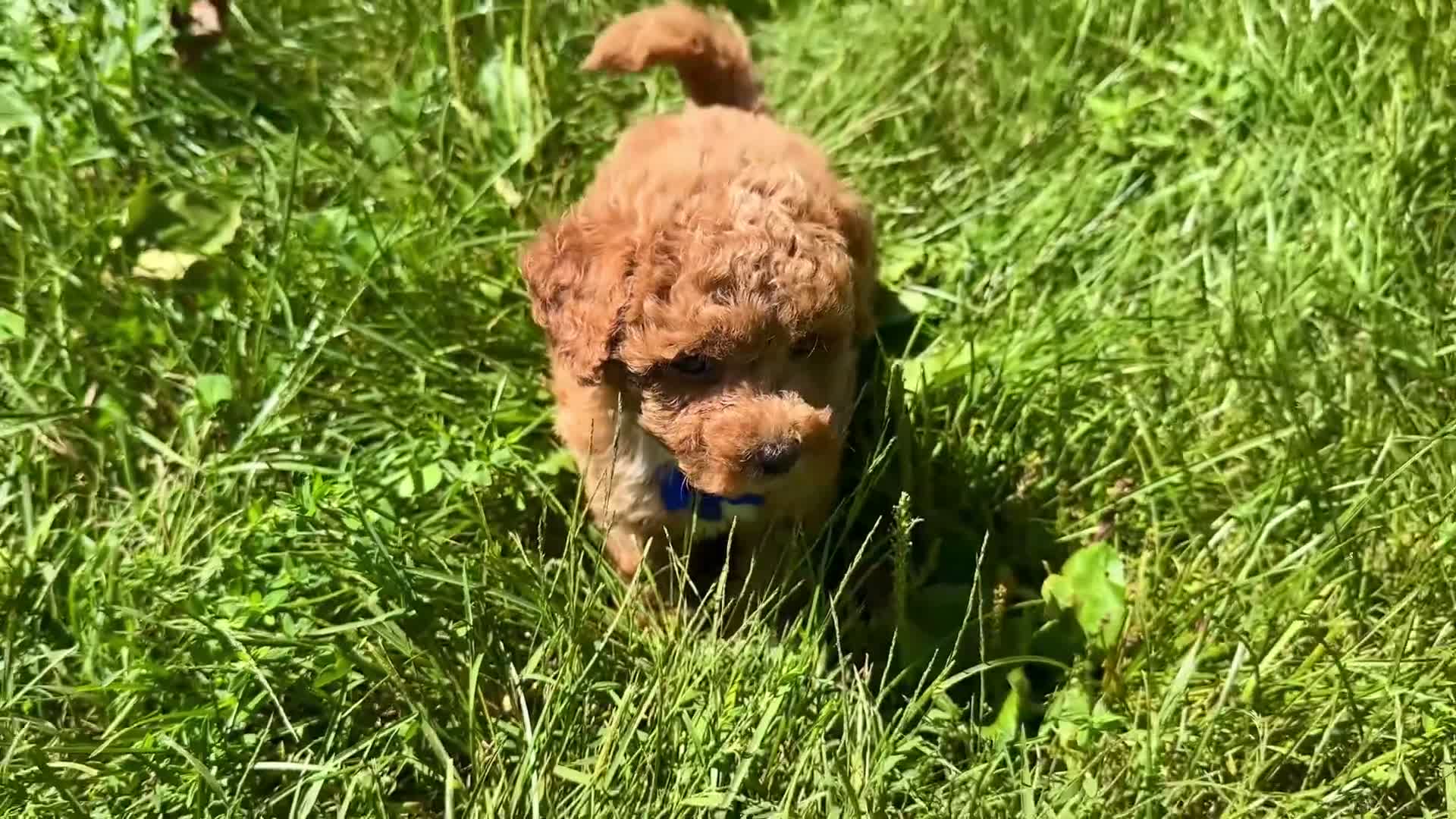 Maltipoo dogs for sale: Chase  - Video 1