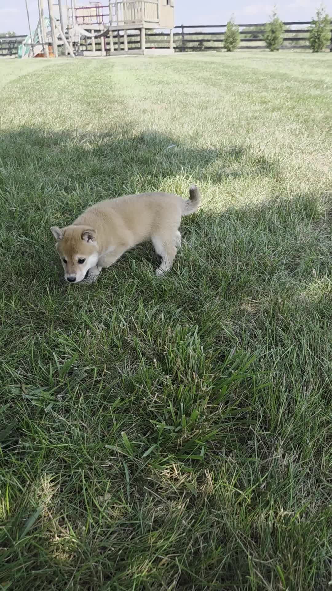Shiba Inu dogs for sale: Freedom - Video 1