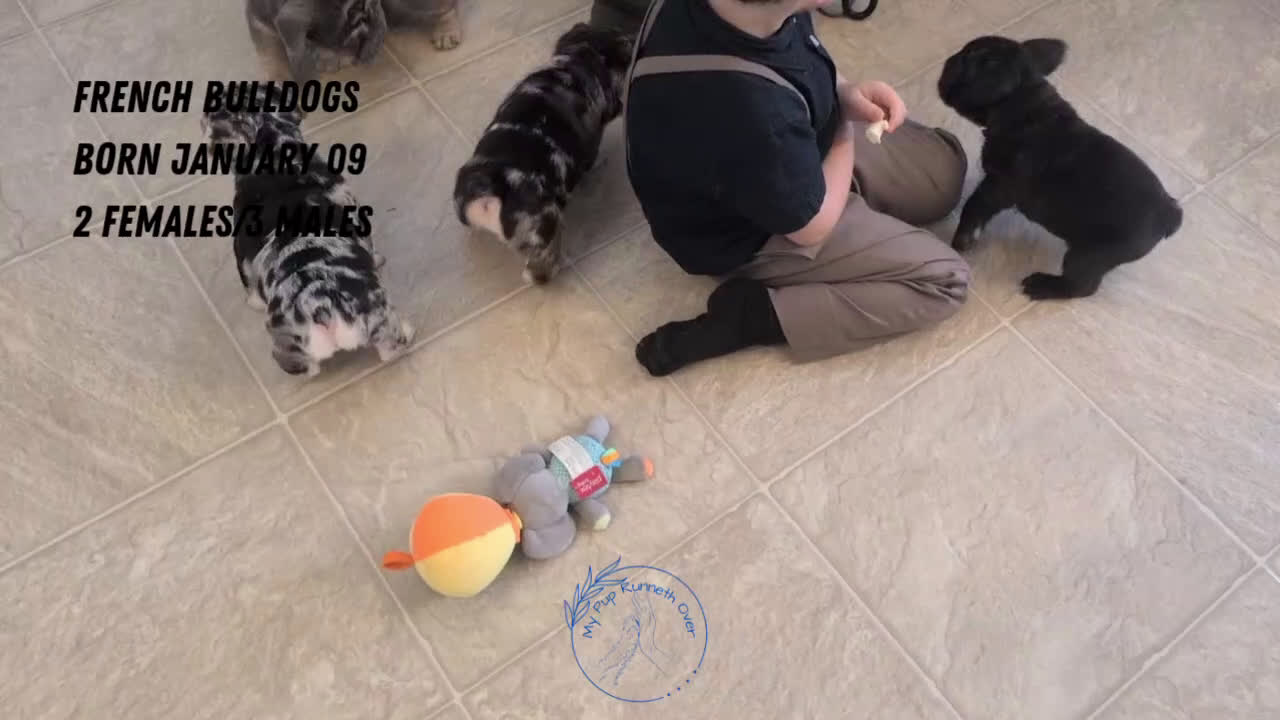 French Bulldog dogs for sale: Rocco - Video 2