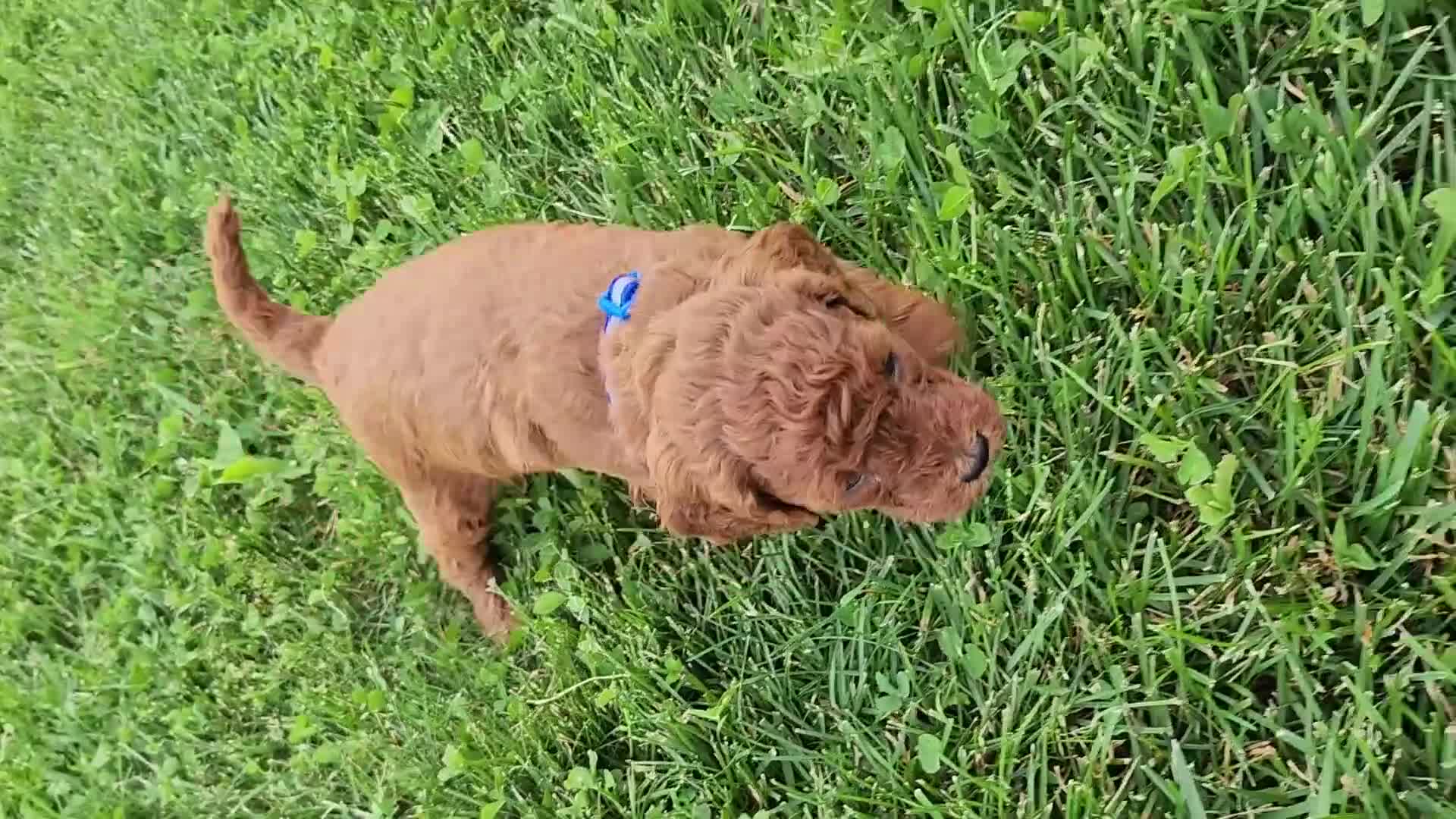 Cavapoo dogs for sale: Finley  - Video 1