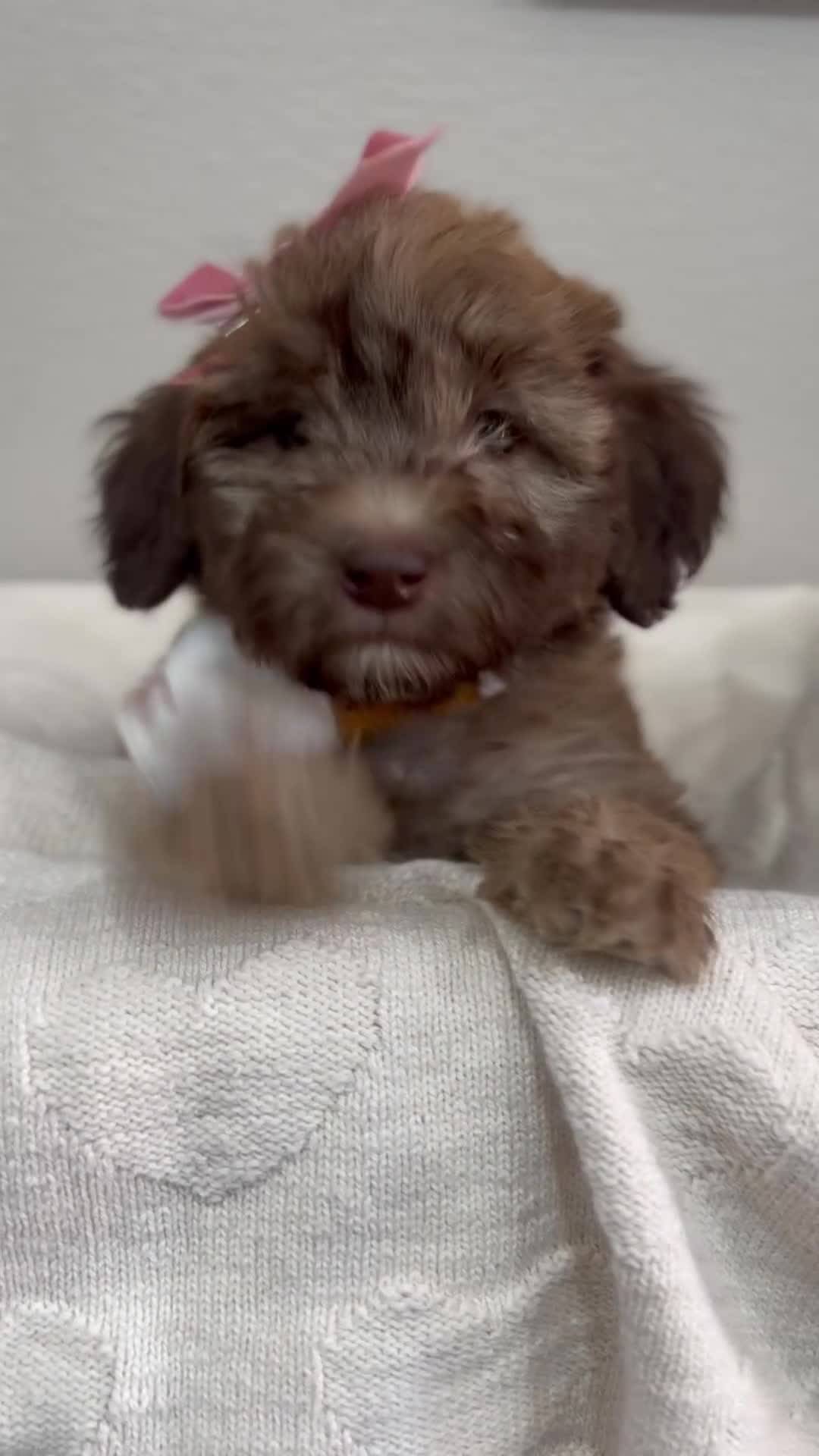 Mini Bernedoodle dogs for sale: Mini Bernedoodle Muffin-Rose Collar - Video 1