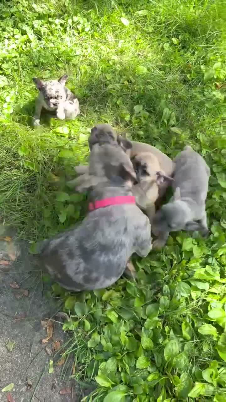 French Bulldog dogs for sale: Bluey - Video 1