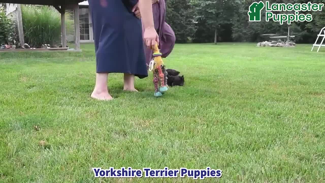 Yorkshire Terrier dogs for sale: Mousse - Video 1