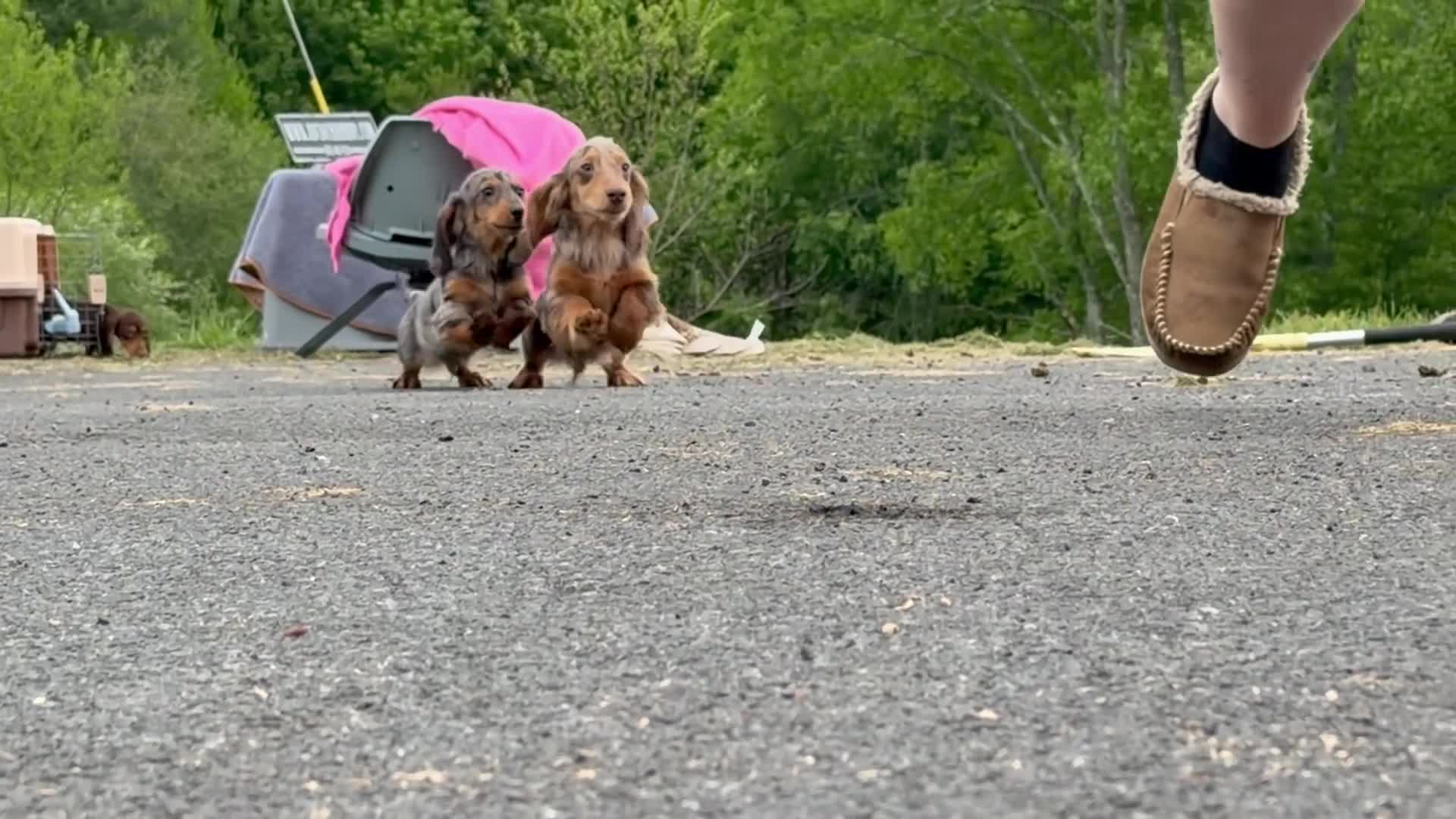 Miniature Dachshund dogs for sale: Import Show Boy Chocolate Dapple  - Video 1