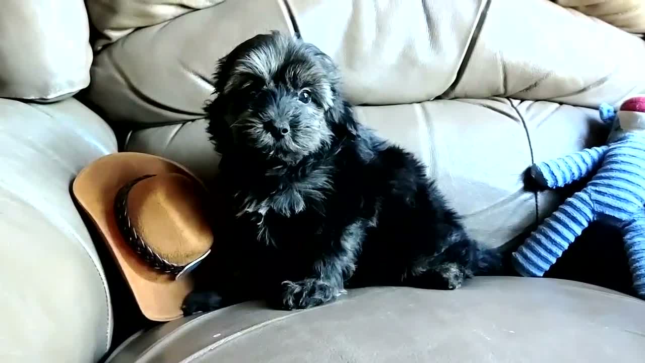 Yorkiepoo dogs for sale: Rocco  - Video 2