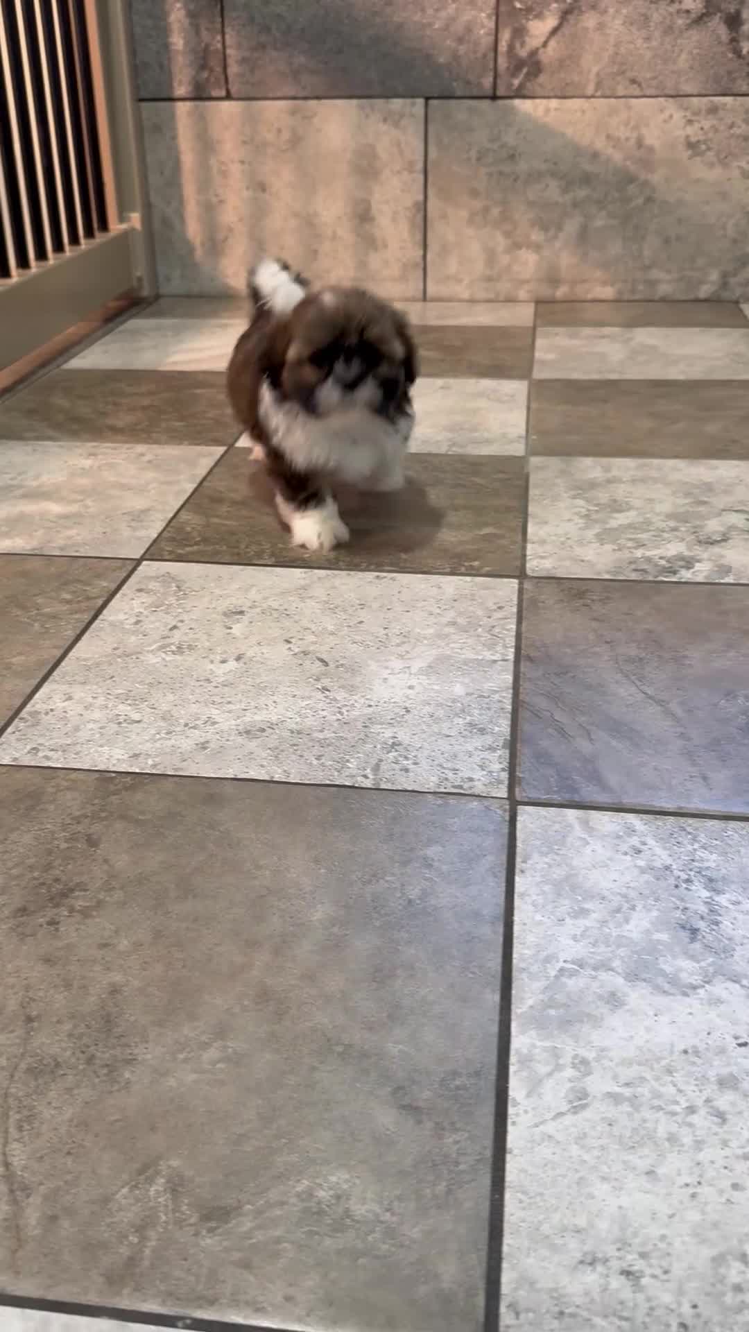 Shih Tzu dogs for sale: Max - Video 1