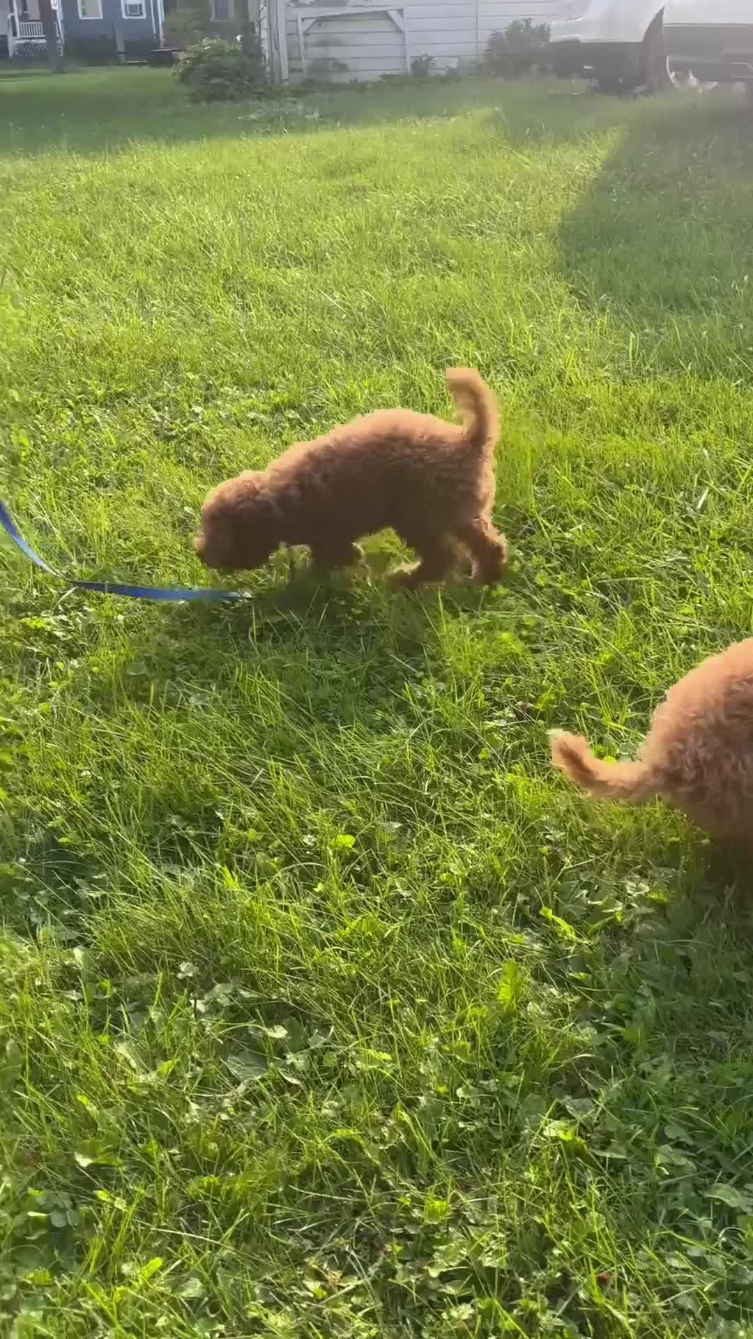 Mini Goldendoodle dogs for sale: Reba - Video 1