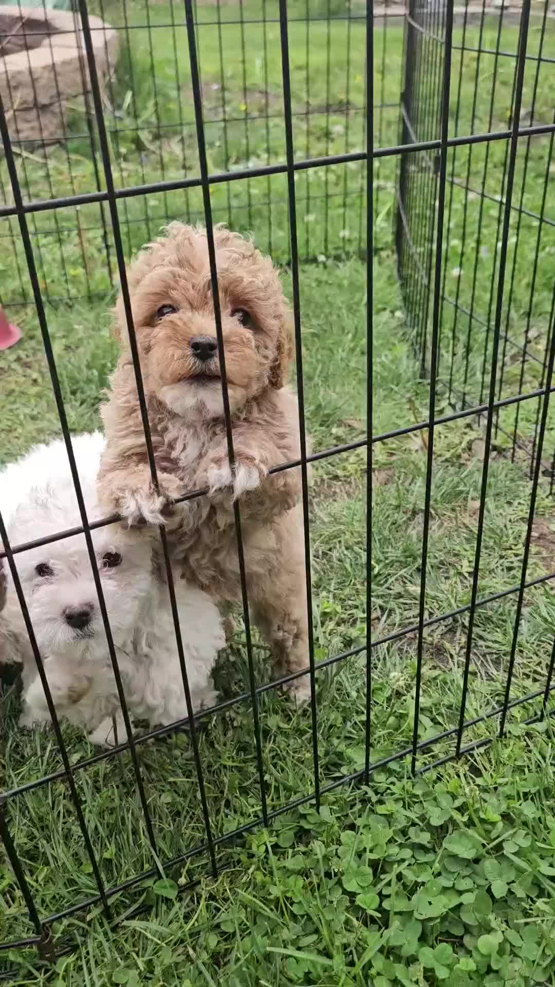 Toy Poodle dogs for sale: Stella - Video 1