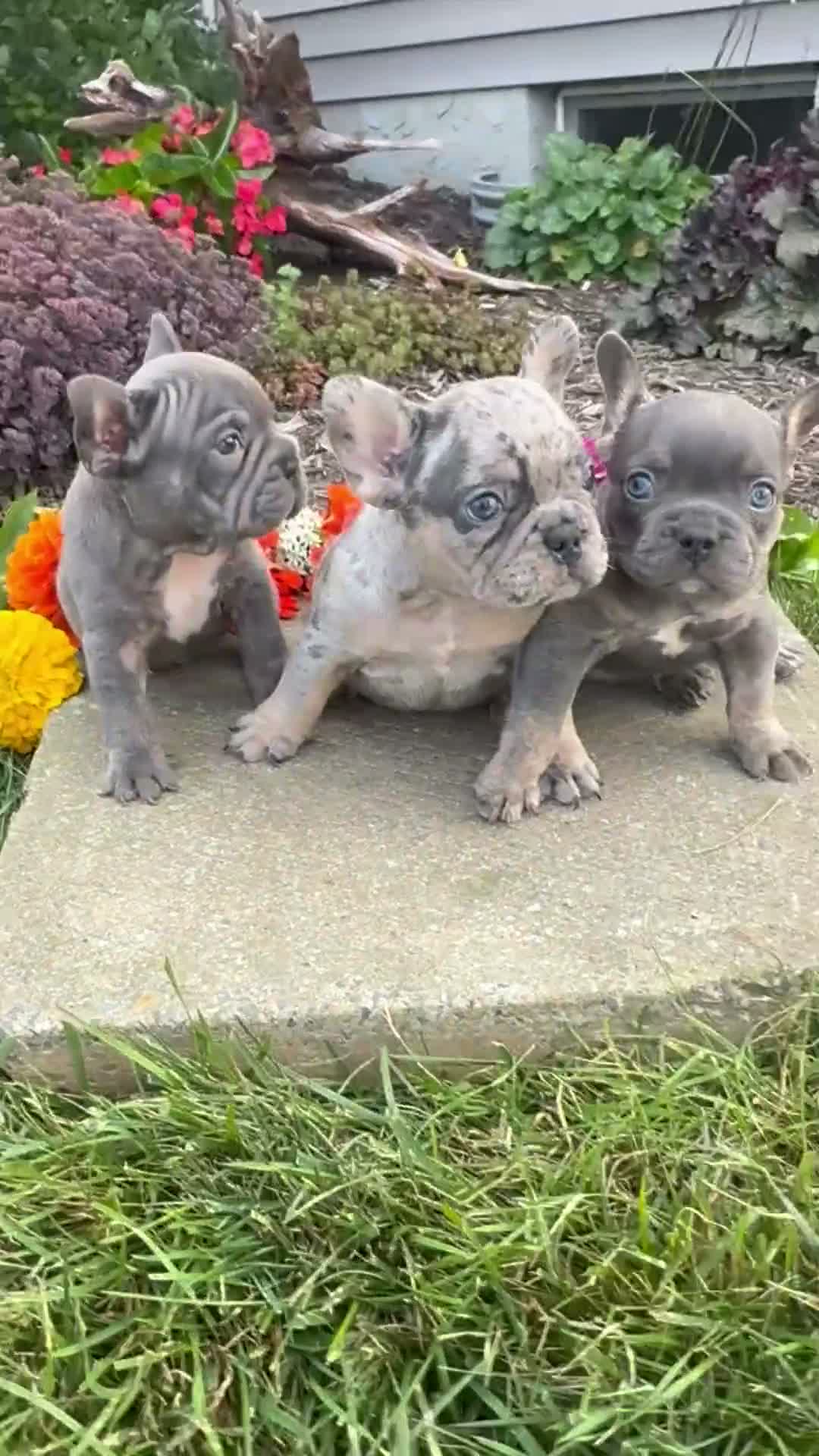 French Bulldog dogs for sale: Titan - Video 1