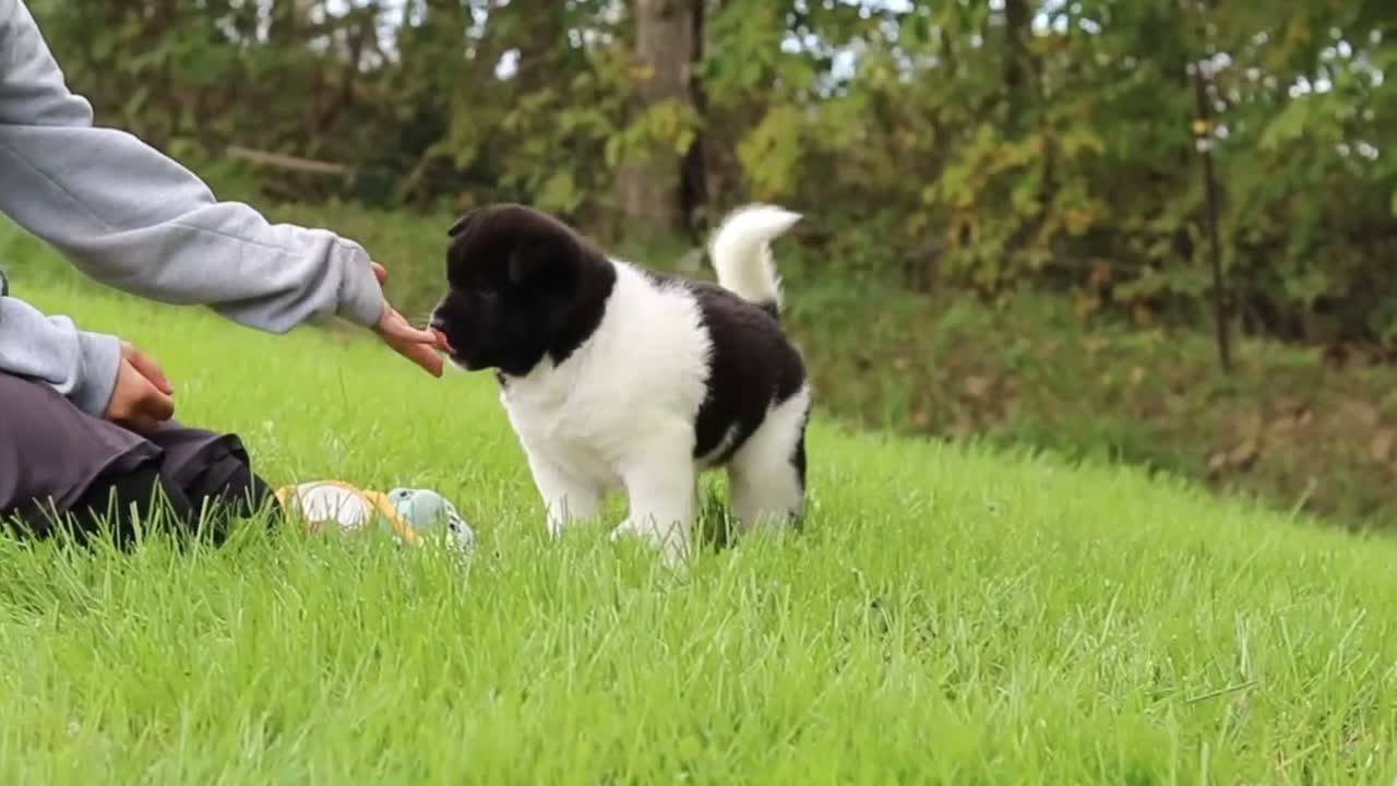 Akita dogs for sale: Nova - Video 1