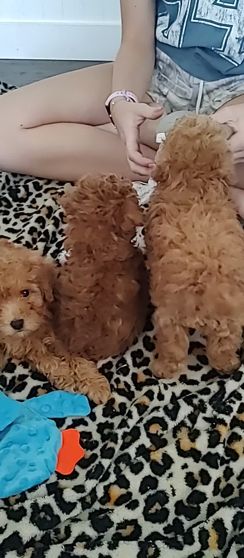 Toy Poodle dogs for sale: Chico - Video 1