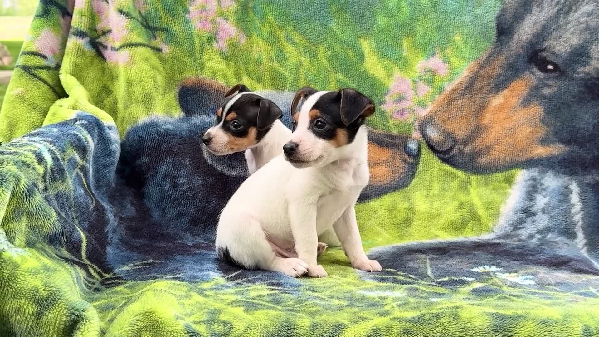 Mixed Breed dogs for sale: Taley - Video 1