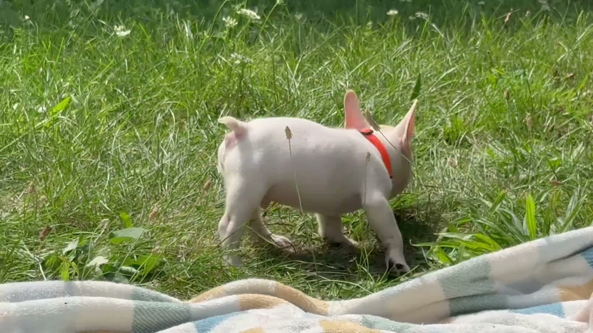 French Bulldog dogs for sale: Armani - Video 1