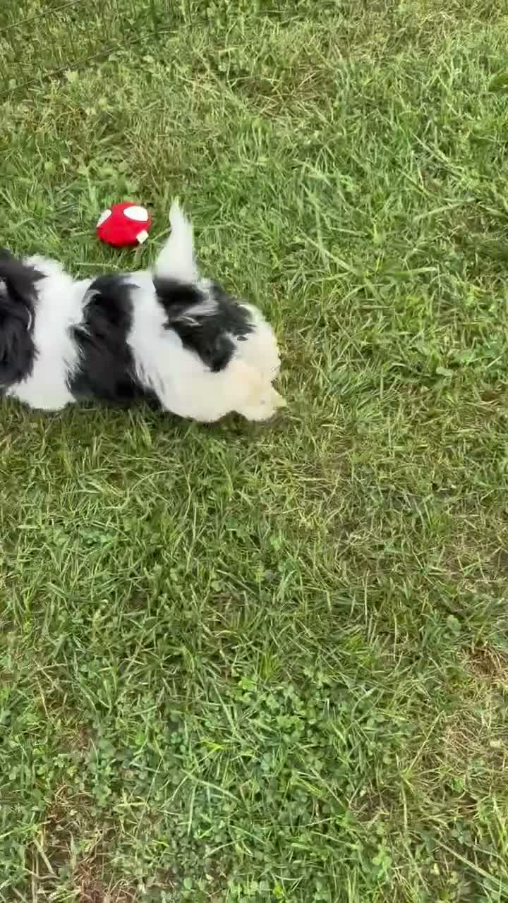 Shih Tzu dogs for sale: Shane Shih Tzu  - Video 2
