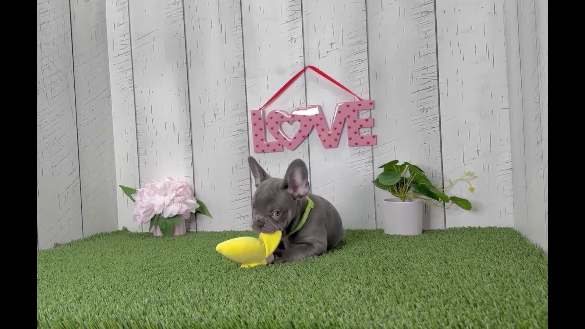 French Bulldog dogs for sale: Dallas - Video 1