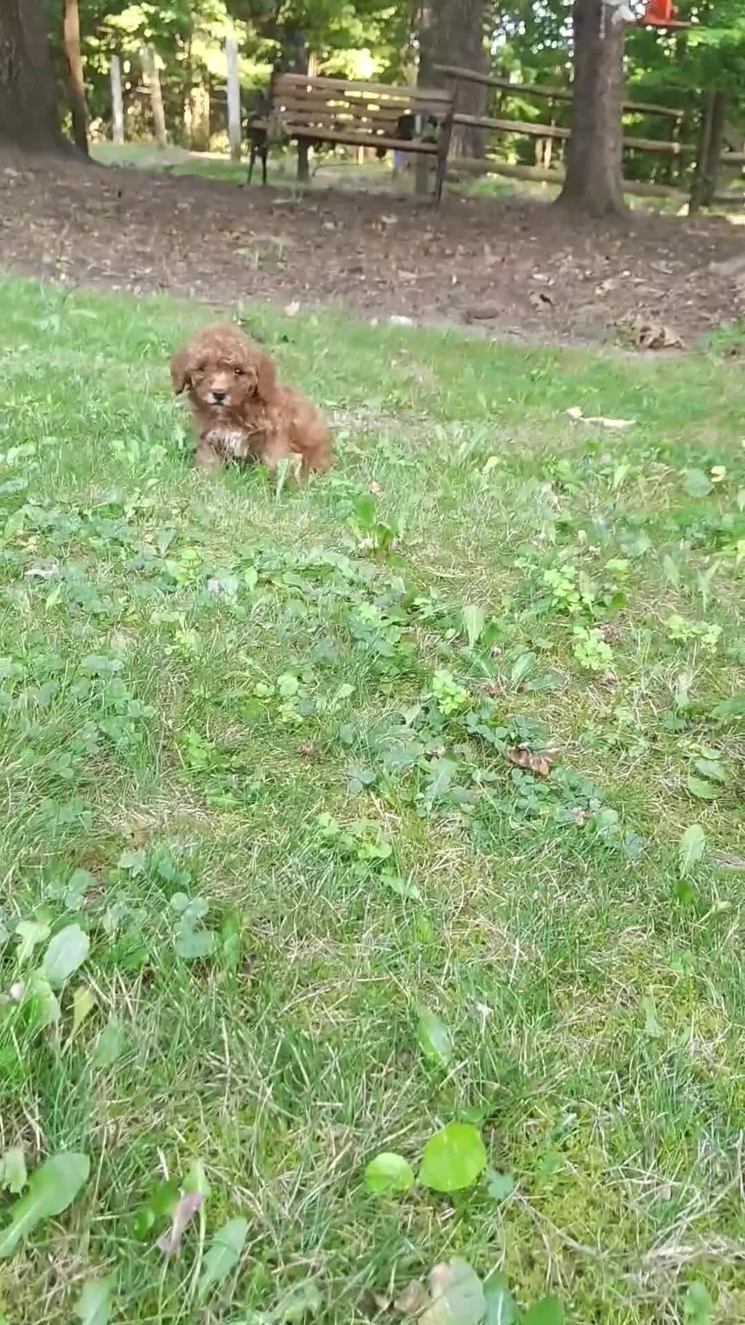 Mini Goldendoodle dogs for sale: Tucker - Video 1
