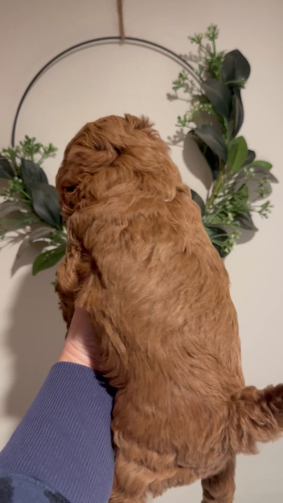 Cavapoo dogs for sale: Hank - F1b - Video 1