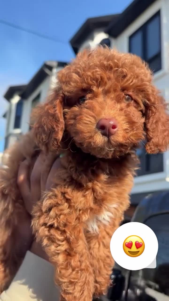 Toy Poodle dogs for sale: Giselle💚 - Video 1