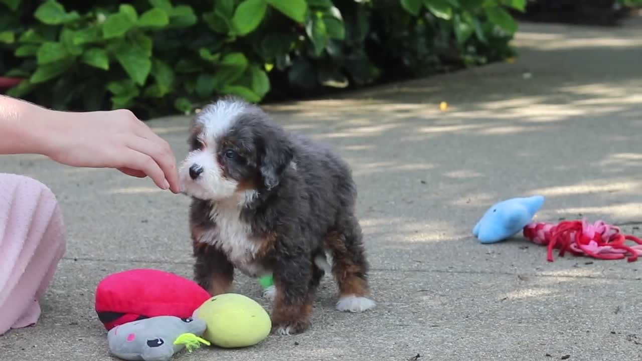 Mini Bernedoodle dogs for sale: Lena - Video 1