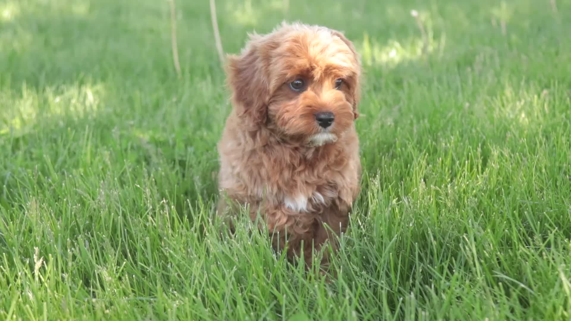 Cavapoo dogs for sale: Haven - Video 1