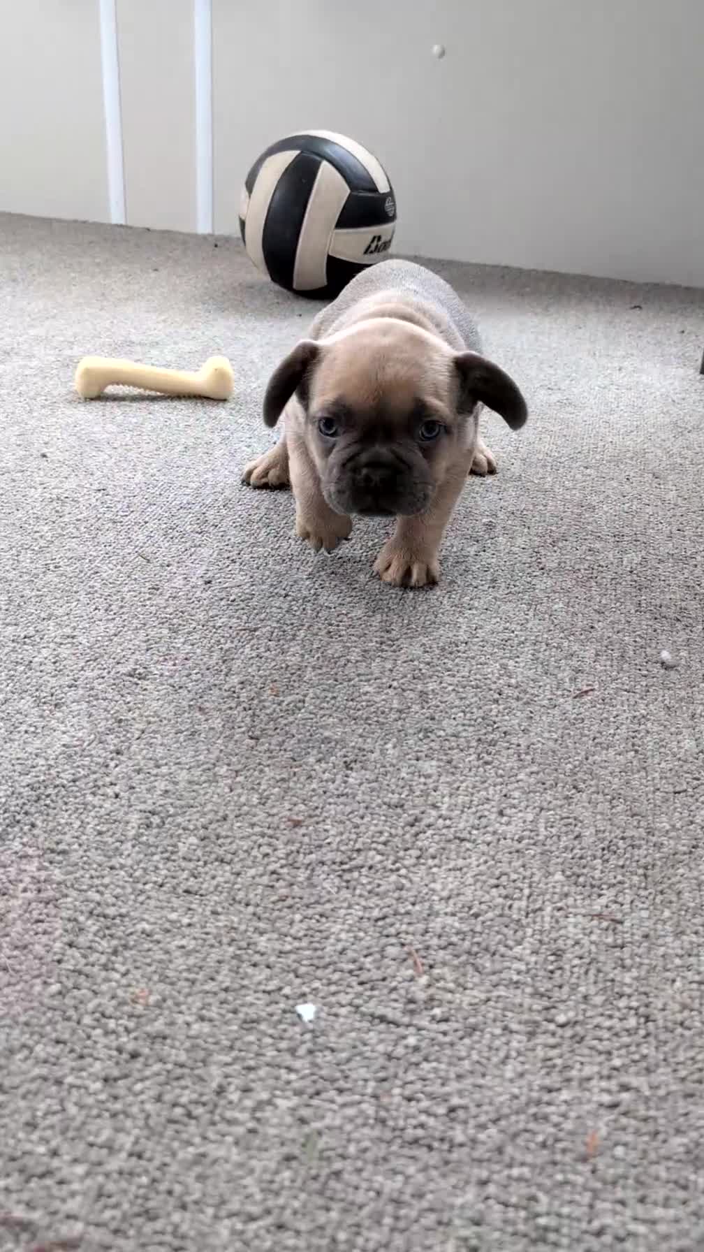 French Bulldog dogs for sale: Yeti - Video 1