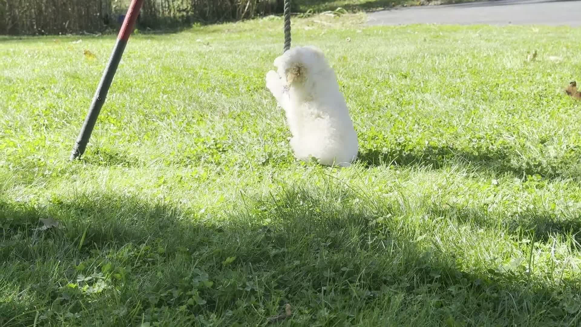 Miniature Poodle dogs for sale: Gage - Video 1