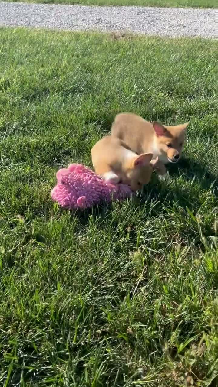 Welsh Corgi Pembroke dogs for sale: Cooper Welsh Corgi Pembroke  - Video 1