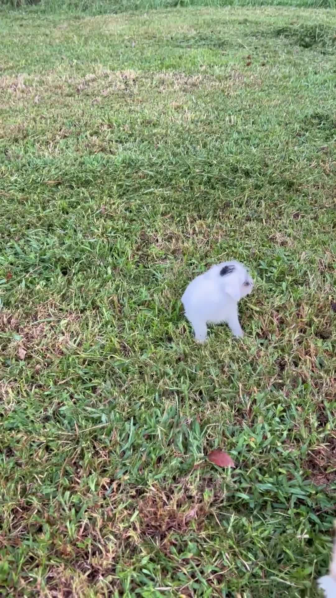 Jack Russell Terrier dogs for sale: Girl 2 - Video 1
