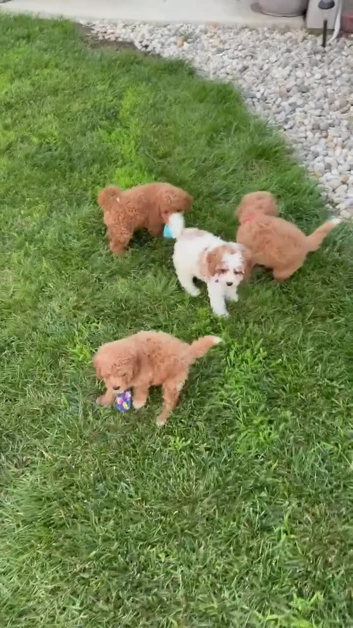 Cavapoo dogs for sale: Caesar - Video 1